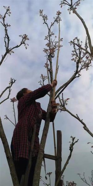 20210329155122261.jpg 1758272551212119571.jpg