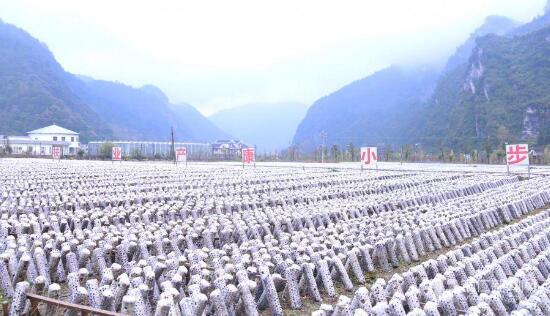 贵州铜仁倾力打造百亿级食用菌产业集群