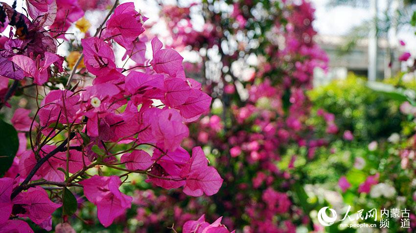 20210331111127386.jpg LOCAL202103270856000106739469438.jpg