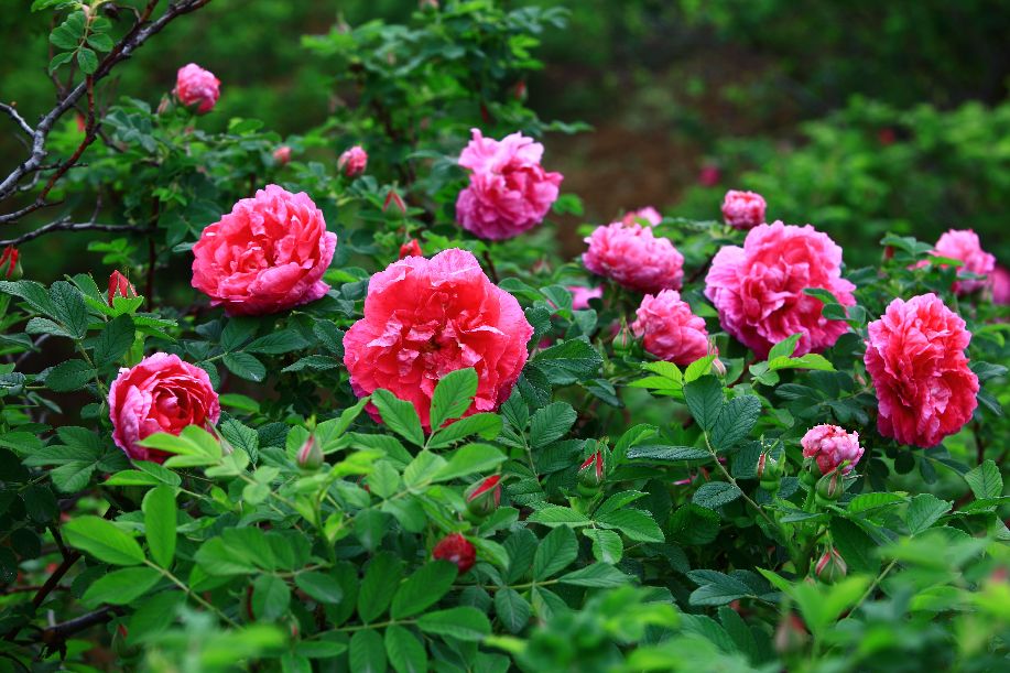 2021平阴玫瑰文化节开幕 线上线下活动精彩纷呈