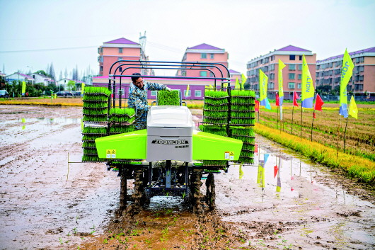 种双季稻！南方一些稻田20年来头一回