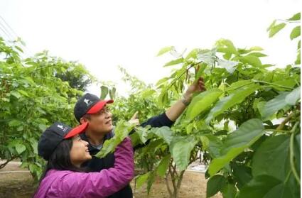 千年桑蚕文化成为广州乡村旅游新热点