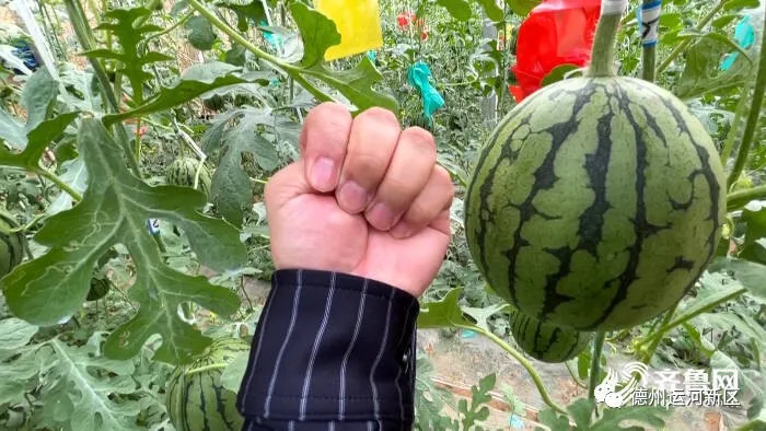 喝牛奶、吃糖长大！德州运河新区牛奶西瓜种出“乡村振兴”新道路