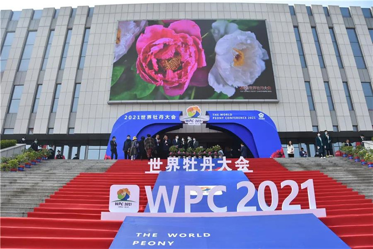 让世界爱上菏泽牡丹！2021世界牡丹大会开幕！
