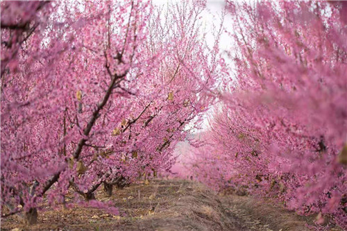青岛莱西市南墅镇:万亩桃林开,兴旺次第来