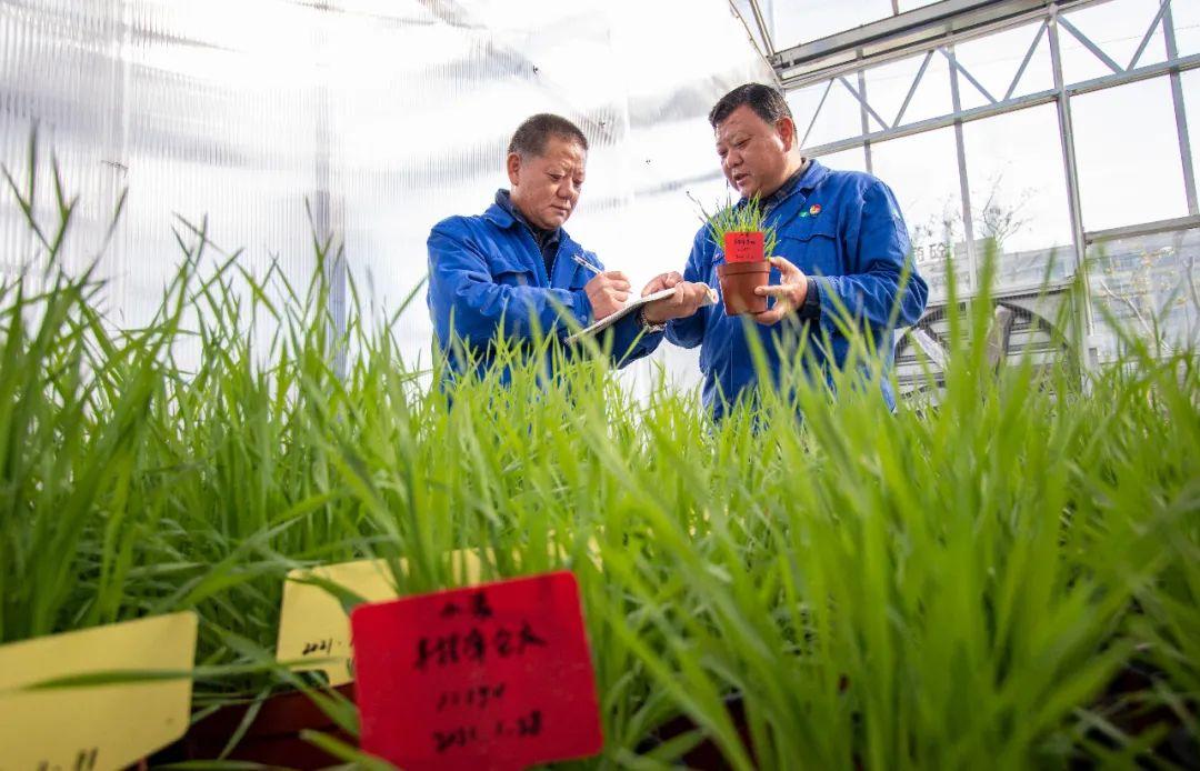 《中原农谷发展规划（2022—2035年）》印发 千亿级种业“航母”蓄势起航