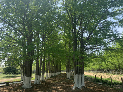 生生园：抢救银杏