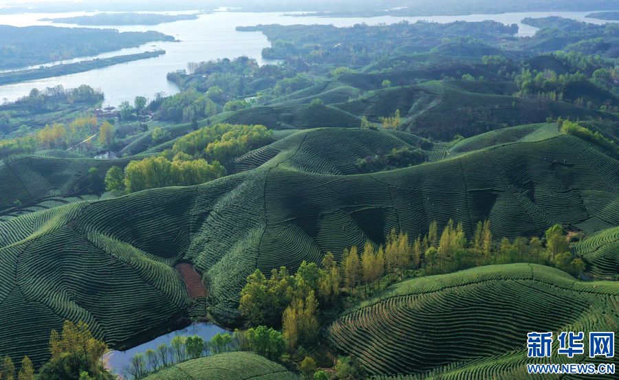 茶山春色美 "雨前茶"飘香