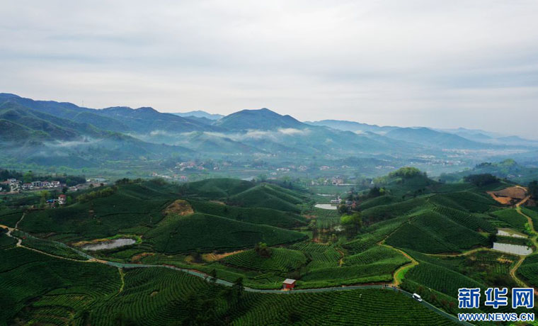茶山春色美 “雨前茶”飘香