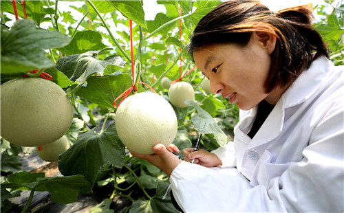 马兰屯镇：高效农业助力乡村振兴