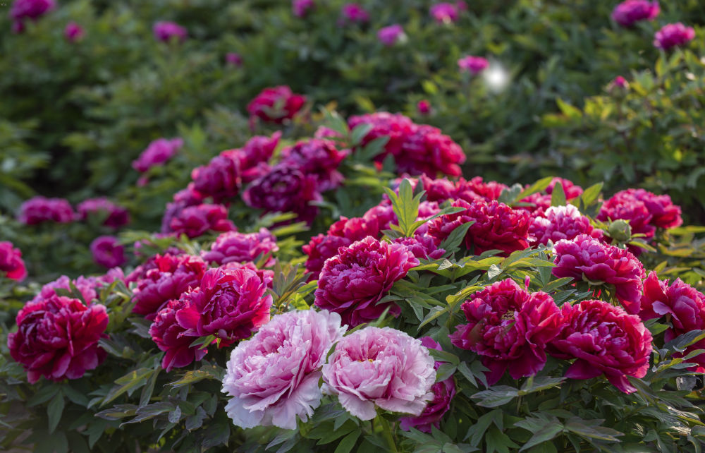 牡丹C位出道 山东菏泽的“花”样生活