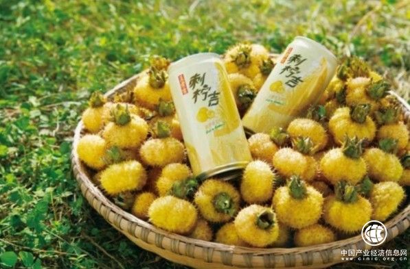 广药集团对口帮扶贵州刺梨产业，受益刺梨农户超21.7万人