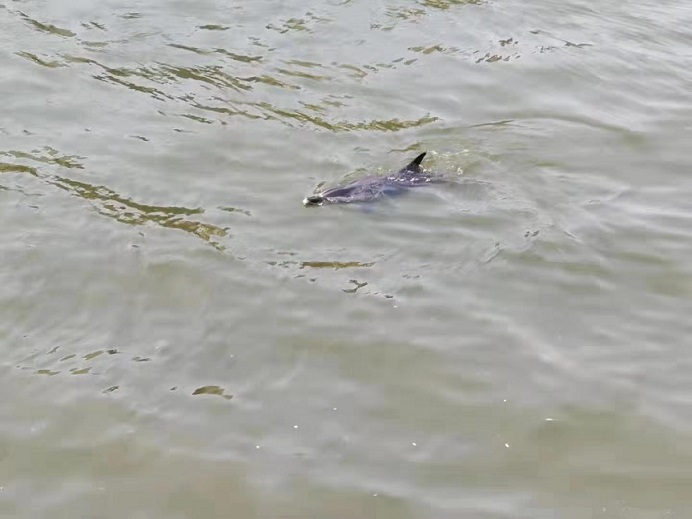 海南陵水暖心救援  一只搁浅受伤的海豚得救了