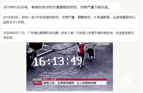 小视科技首发，遛狗不牵绳算法|5月1日起该行为违法