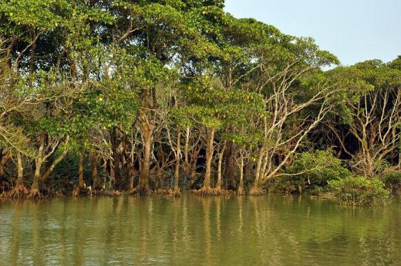 “十三五”时期海南新造红树林1.2万亩