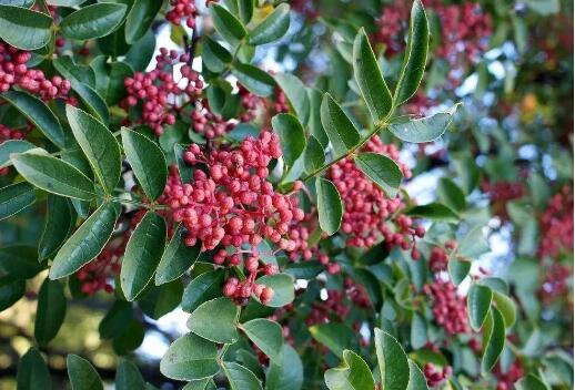 “耀州花椒”入选全国名特优新农产品名录