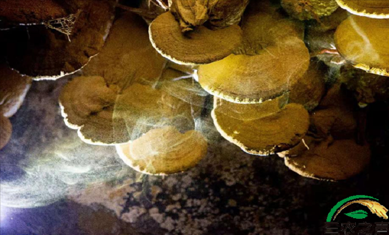 千年守得灵芝开——记冠县灵芝产业联合会会长、山东三秀生物科技总经理曹子英