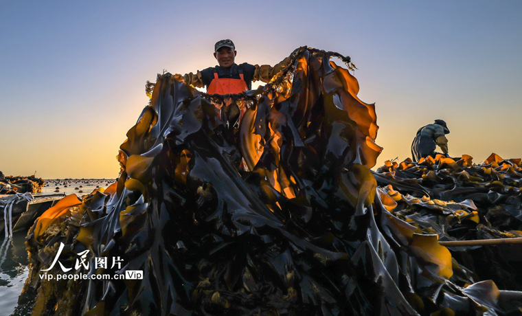 山东荣成：海带收获季