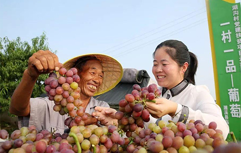安徽省部署加强脱贫地区特色产业发展