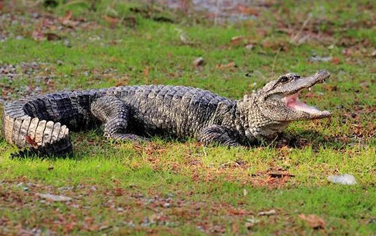 地方标准助力野生动物栖息地保护