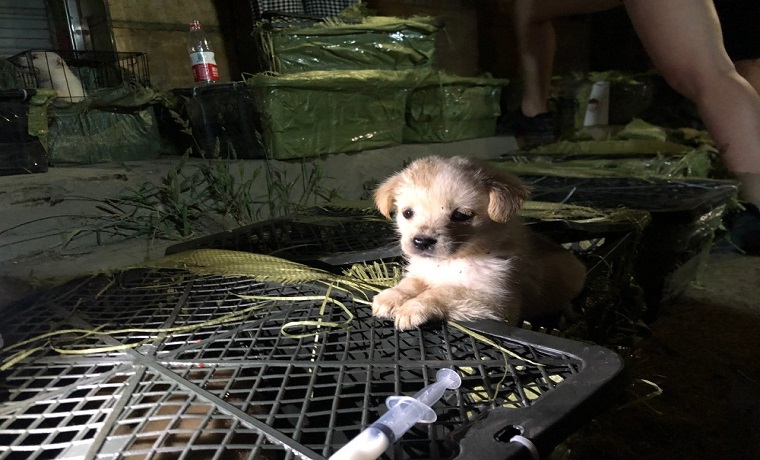 “宠物盲盒”不能成监管盲区 快递运输标准亟待明确