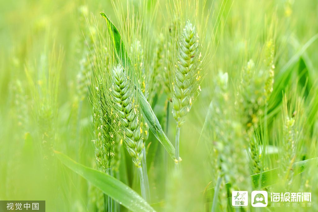 山东青岛：初夏时节 麦穗繁密茂盛