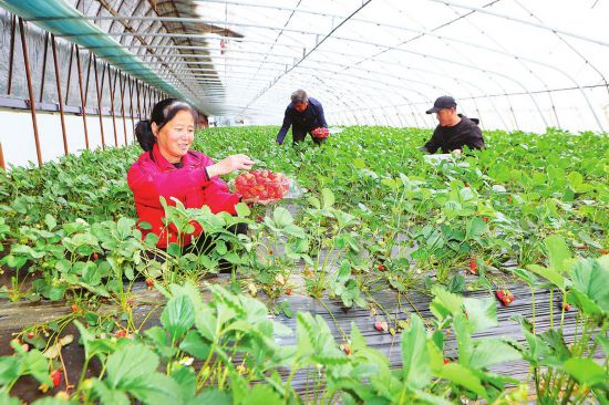 珲春市：草莓成了致富果