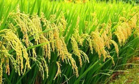 应对灾害天气 农业农村部多措施保障夏粮丰收