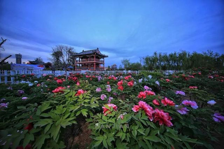 牡丹产业链成乡村振兴“金钥匙”