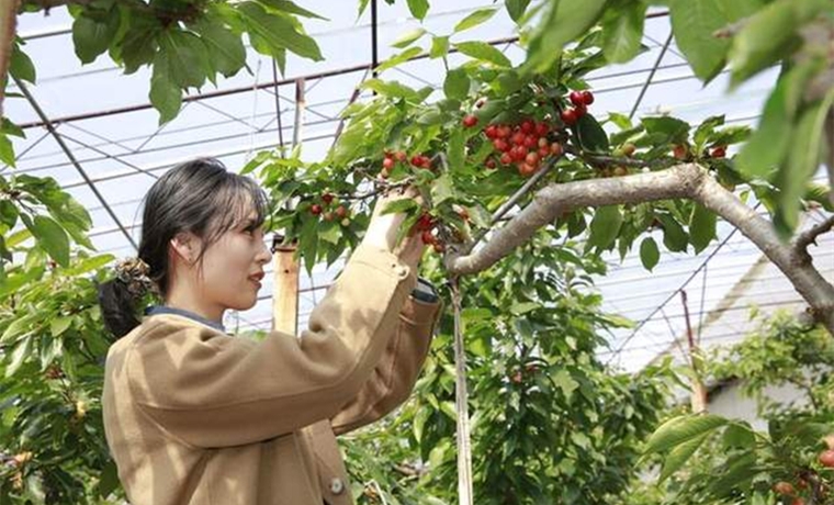 神州巡礼 | 山东：从“一天”看乡村振兴多彩画卷