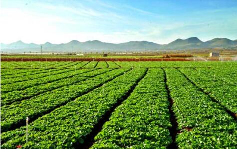 农业农村部：加快推进西部特色农业发展