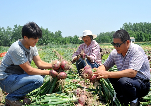 郯城县归昌乡：洋葱获丰收致富好产业