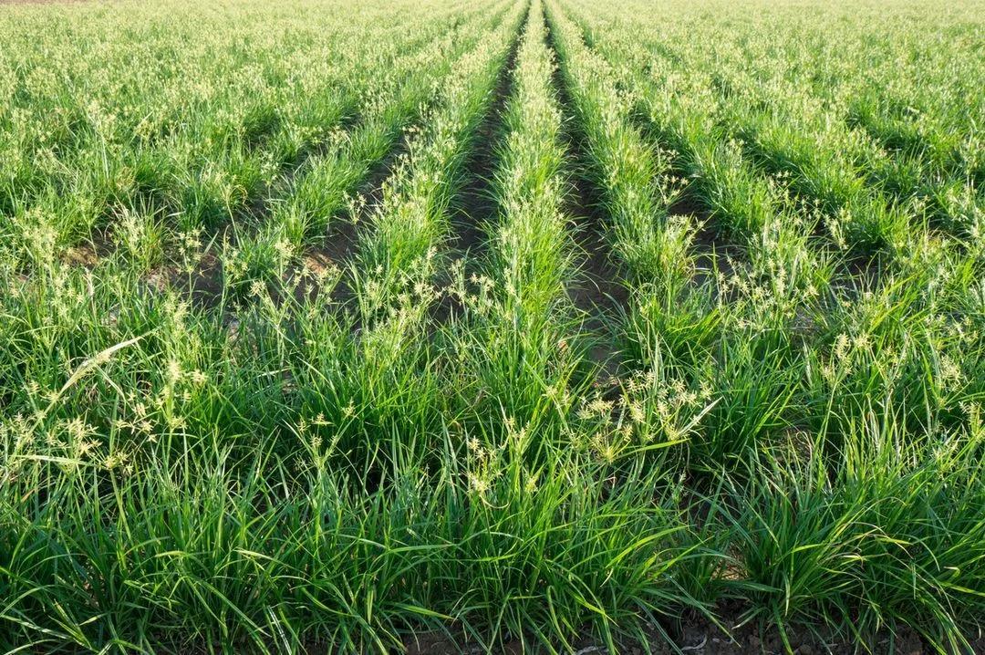 吉林省油莎豆产业化取得阶段性成果