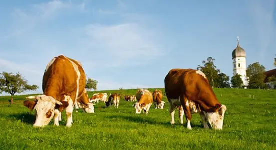 打造全国现代畜牧业齐鲁样板，山东要怎么干？