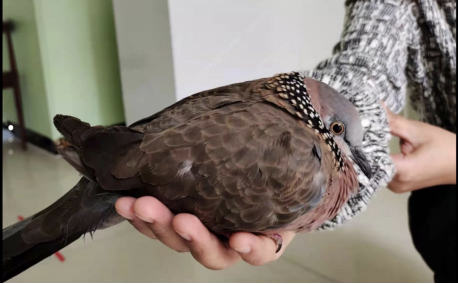 爱鸟护鸟人人有责