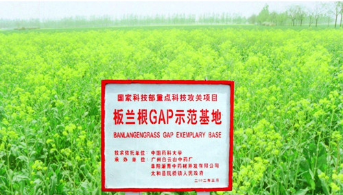 白云山板蓝根科研成果受广州粤港澳大湾区生物医药与健康圆桌峰会关注