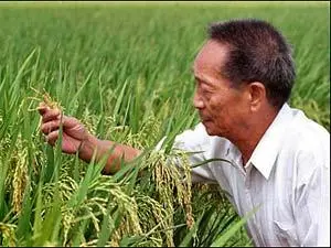 袁隆平留给中国种业的“种子”