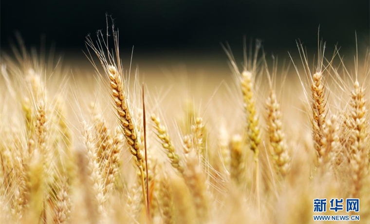今年夏粮有望再迎丰收
