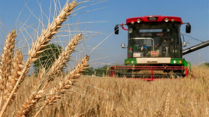 全省4200多万亩小麦开镰在即