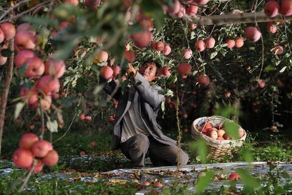 8亿用户加持，拼多多“重仓”未来农业梦想