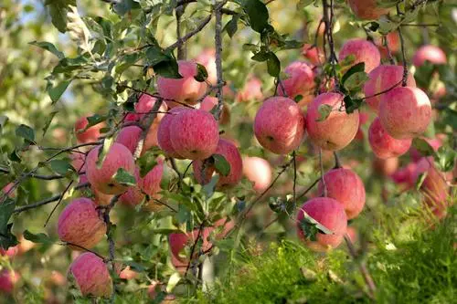 卖1斤亏1元！苹果价格大跌滞销！遭历史最严重行情？