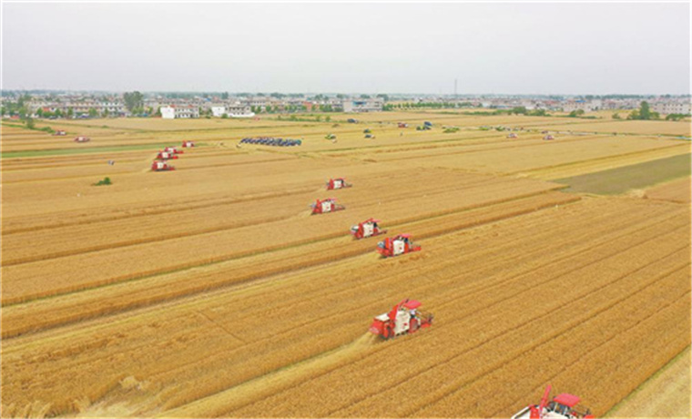 又到夏粮丰收时