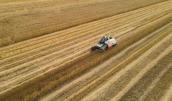 安徽省已收获小麦930多万亩