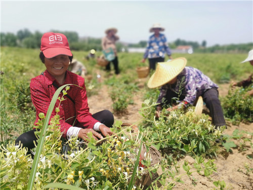 金银花中结“金银” 邮储银行临沂市分行金融“活水”助推地方经济“加速跑”