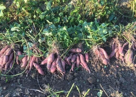 全程机械化 提质又增效 北京延庆甘薯产业发展大有奔头