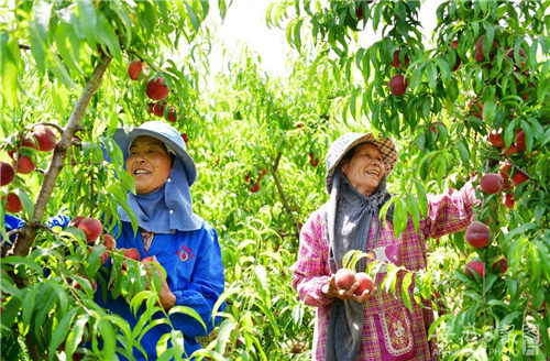 家庭农场喜丰收