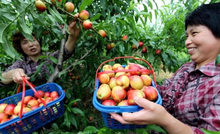 当涂举办仙桃采摘节