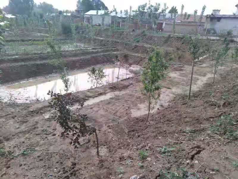 昔日旧坑塘 变身聚宝盆 | 济宁汶上南站街道治理43亩废弃坑塘，变废为宝