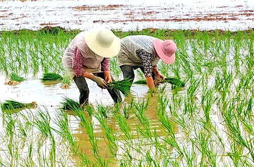 郯城：农民机械忙起来 采莲湖畔稻花香