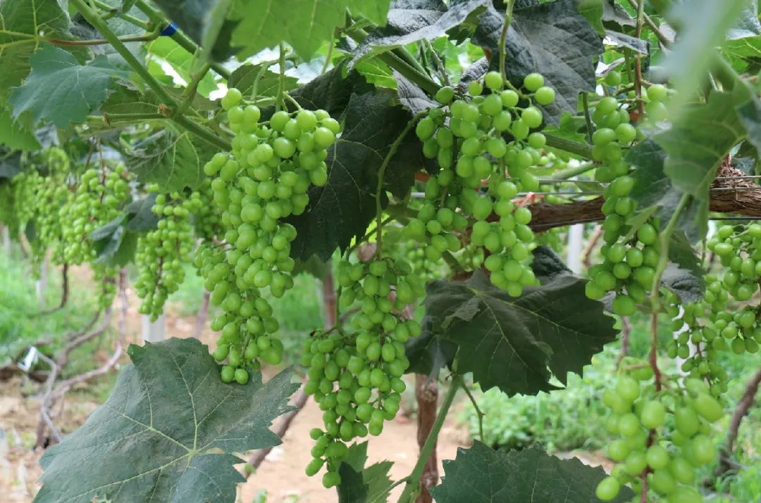 【畅游济宁】葡萄熟了！——走！到香城摘葡萄去！
